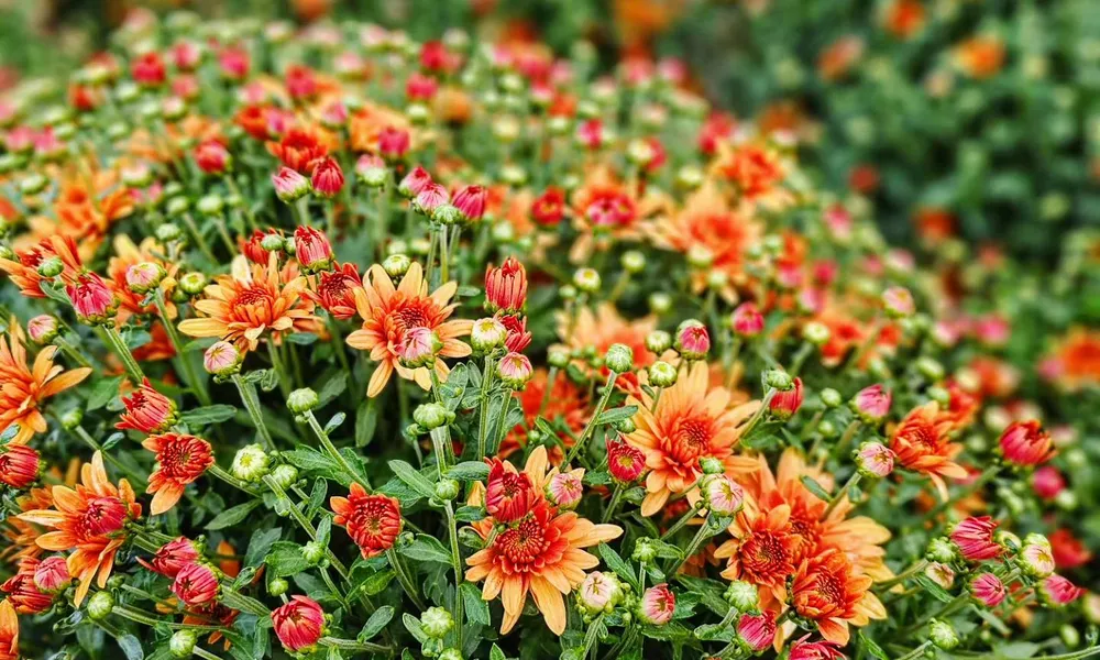 Hardy Mums